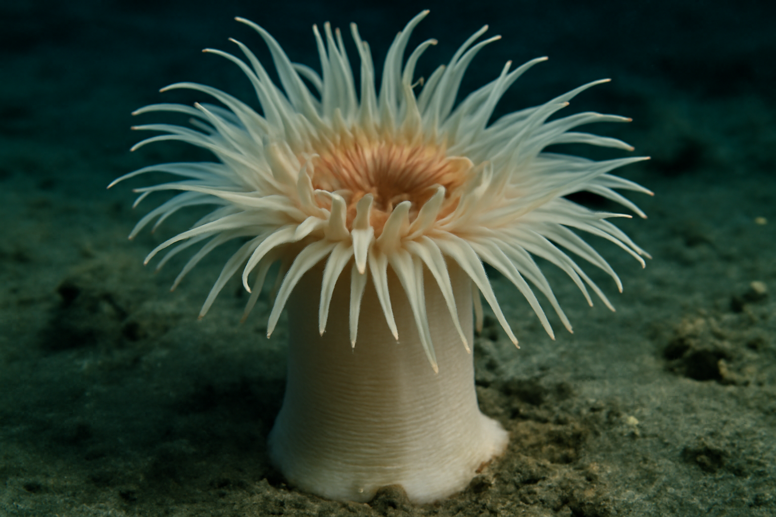 Deep Sea Anemone