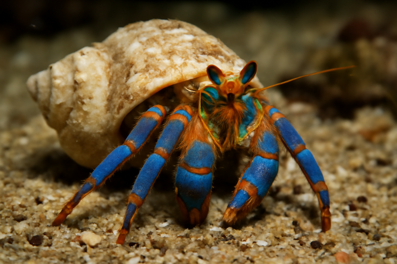 Blueband Hermit Crab
