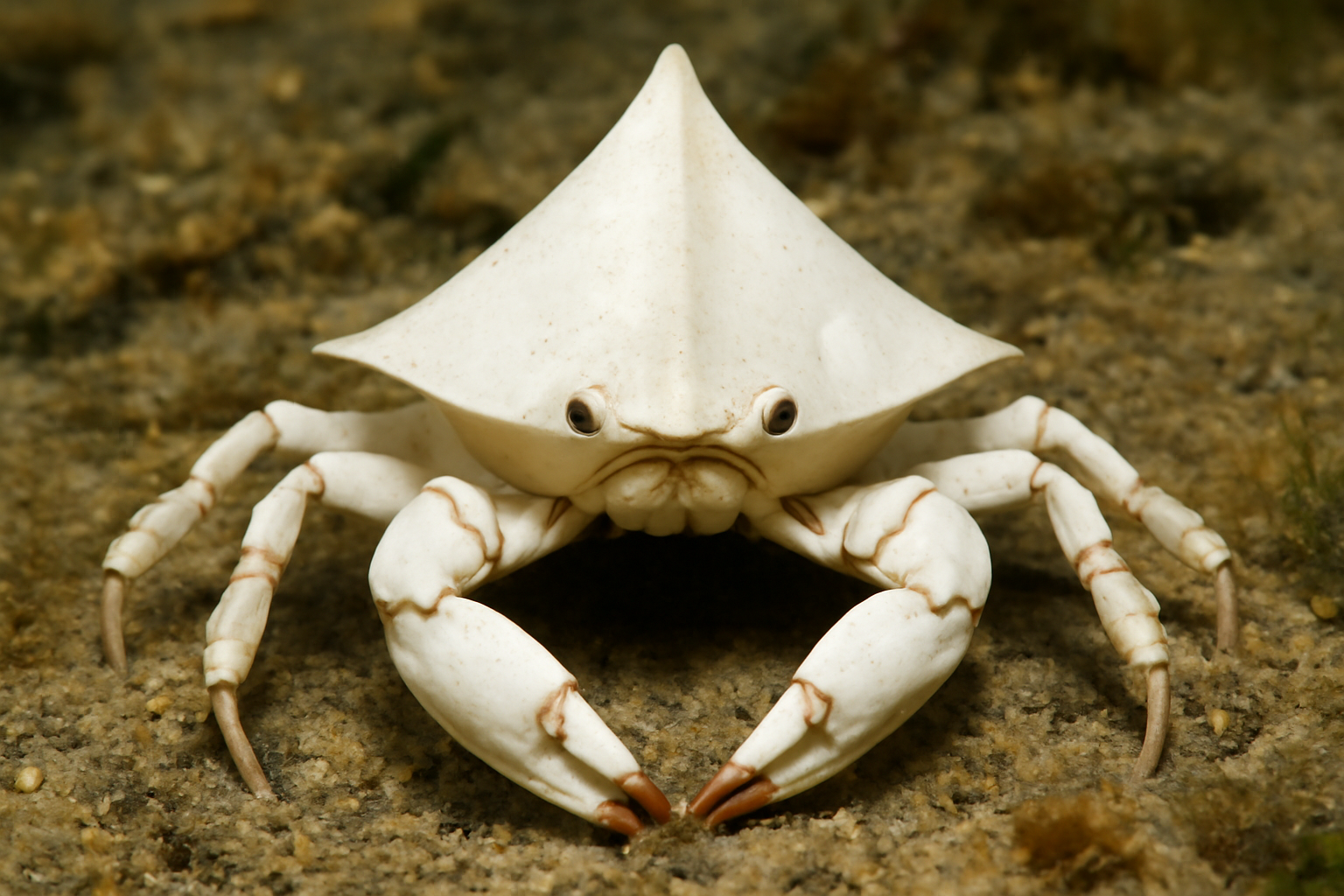 White Triangle Crab