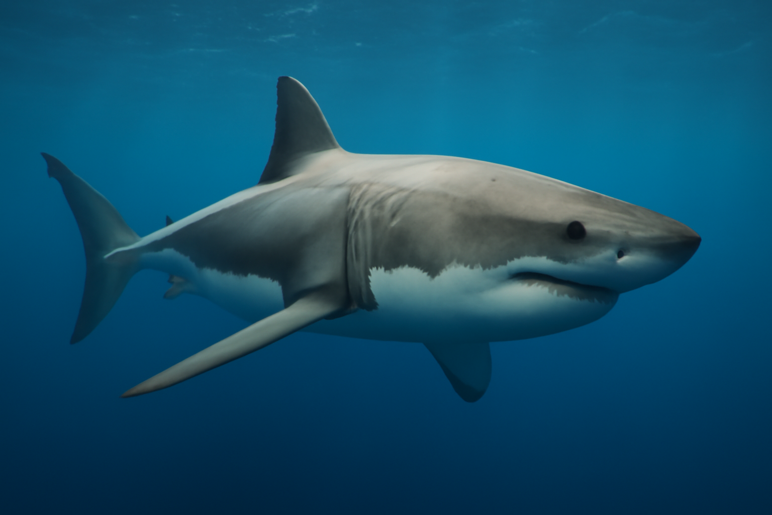 Great White Shark