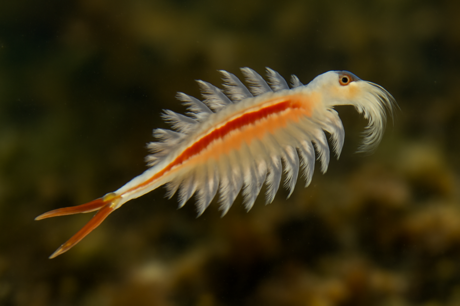 Australian Fairy Shrimp