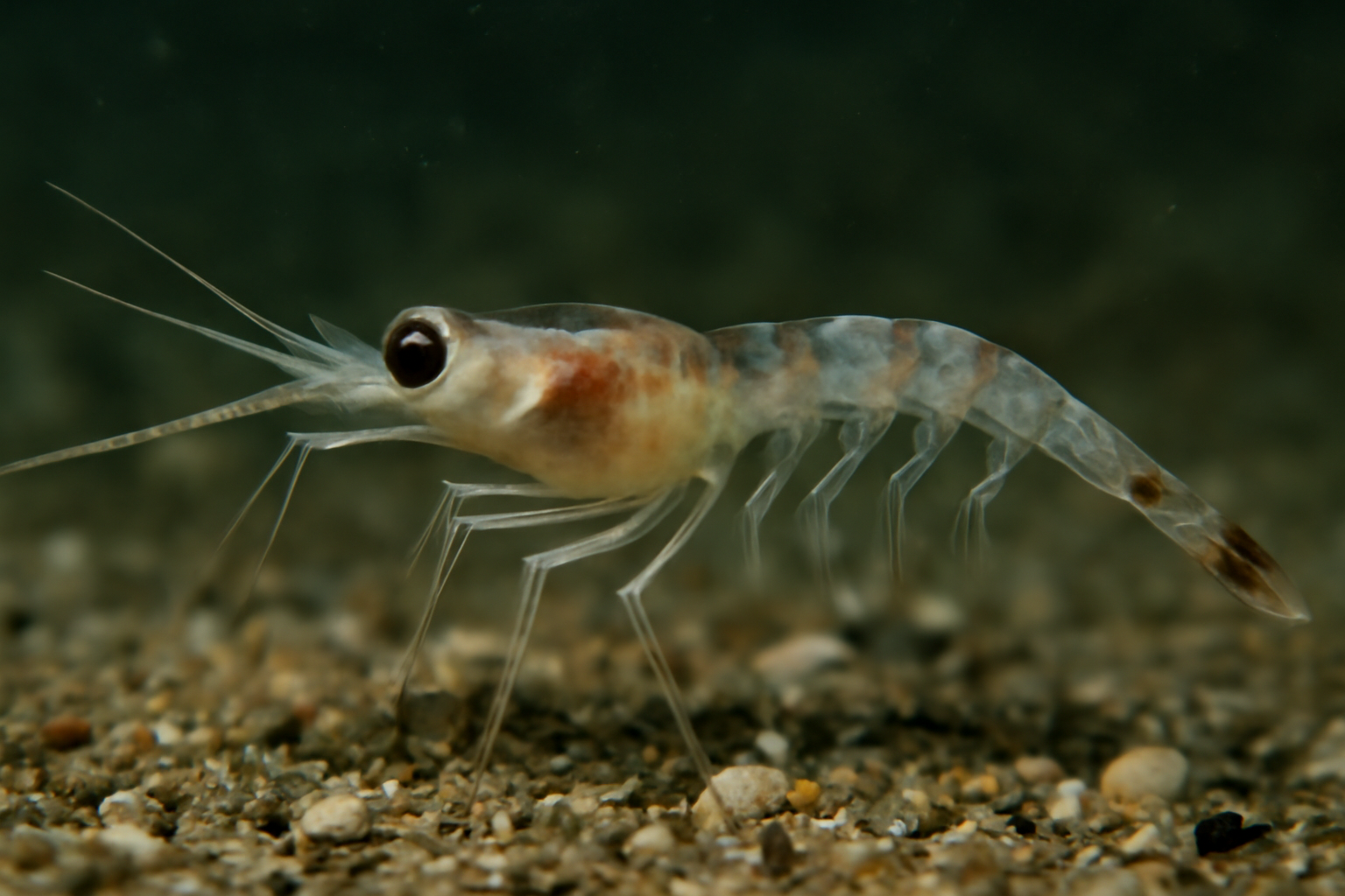 Long-arm Mysid