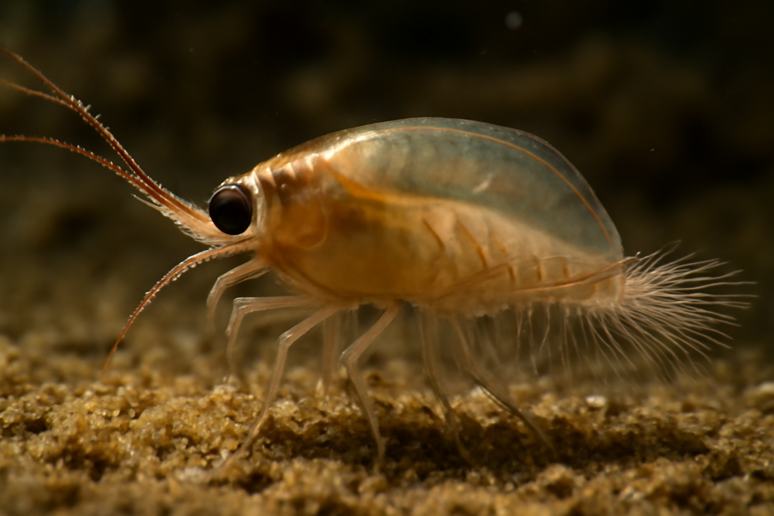 Atlantic Nebalia