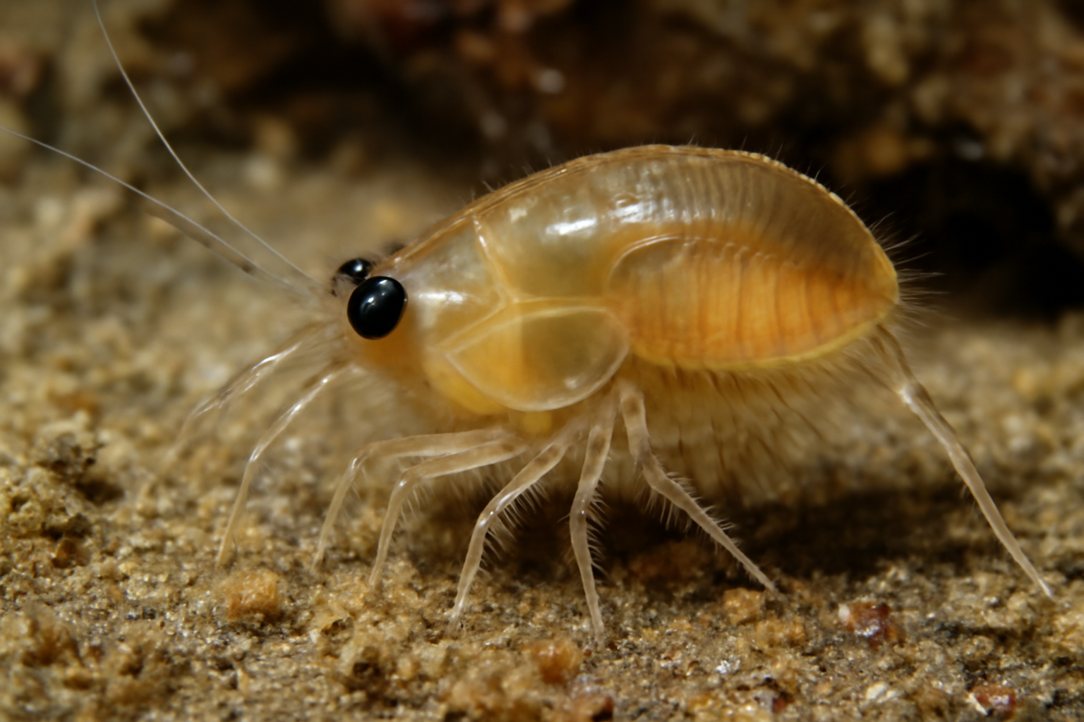 Australian Nebalia