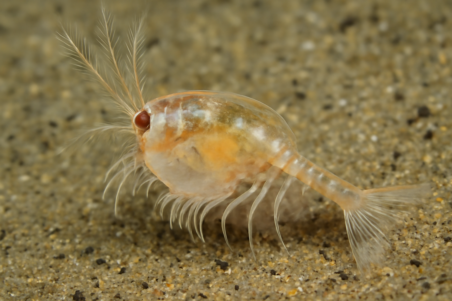 Broad Nebaliella