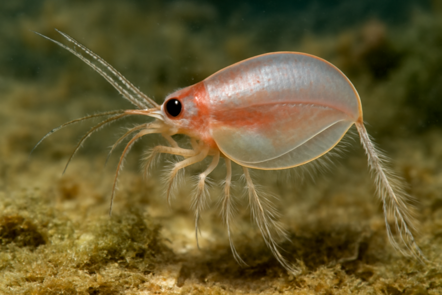 Atlantic Nebaliella