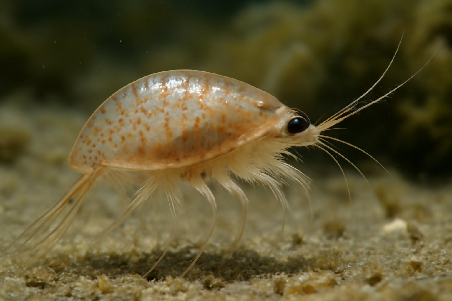 Claus's Nebalia