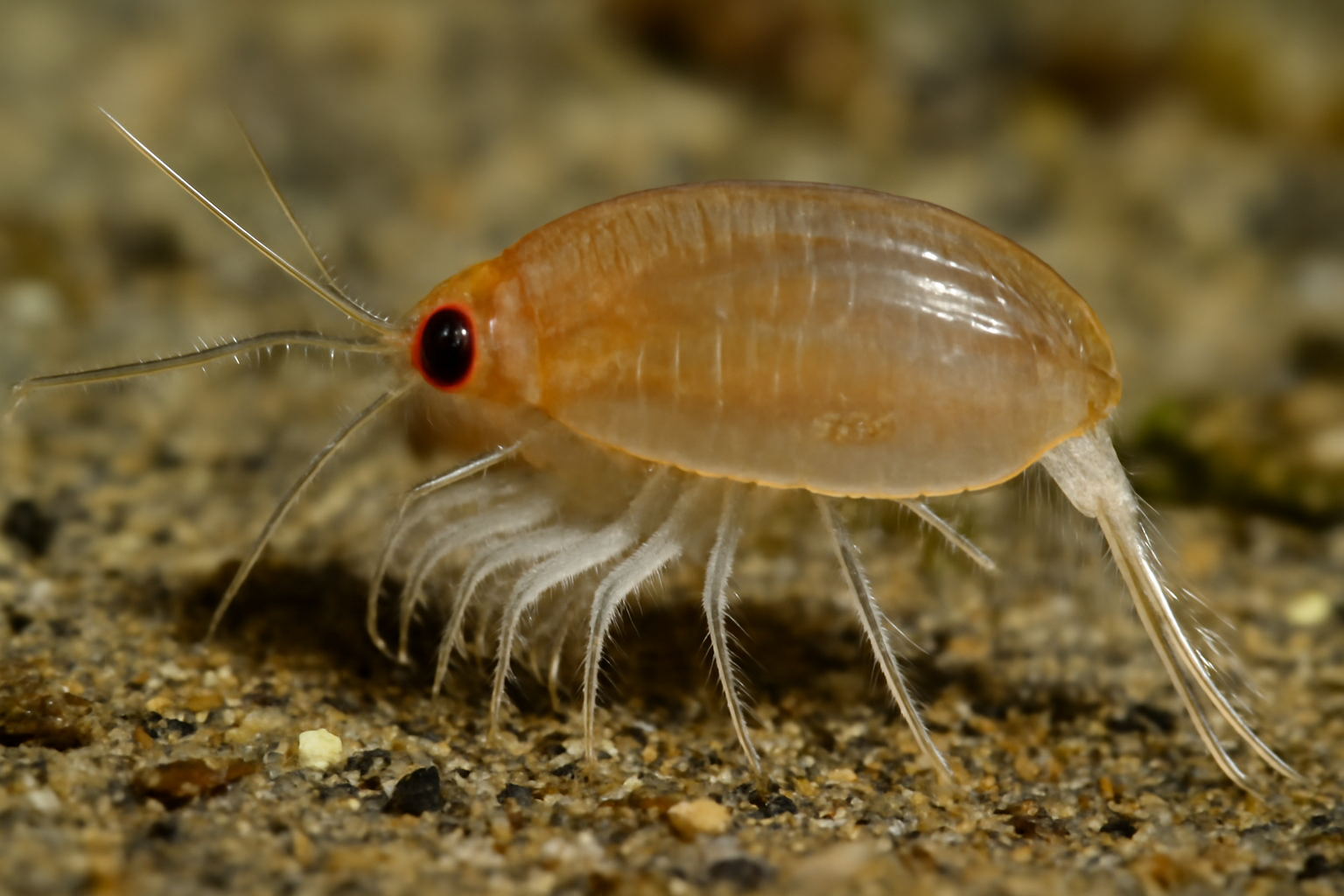 Nebalia herbstii