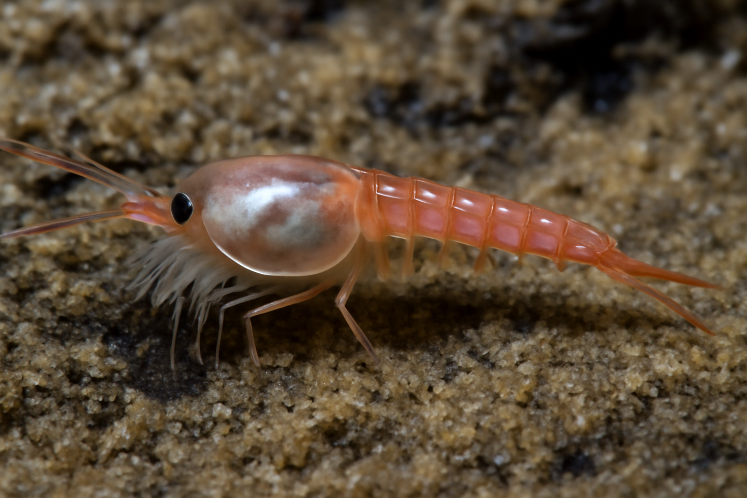 Long Slender Nebaliid