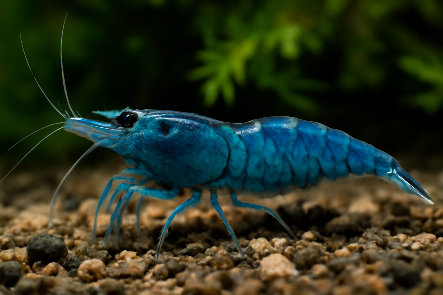 Blue Swamp Shrimp
