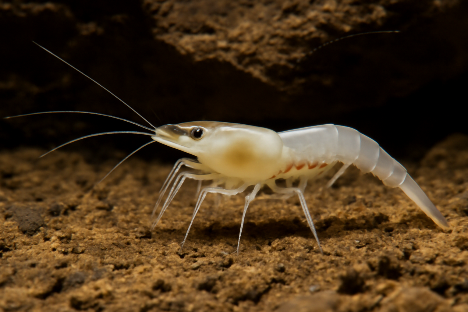 Tasmanian Cave Shrimp