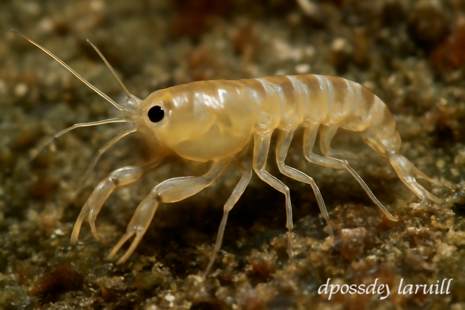 Apseudes latreillii