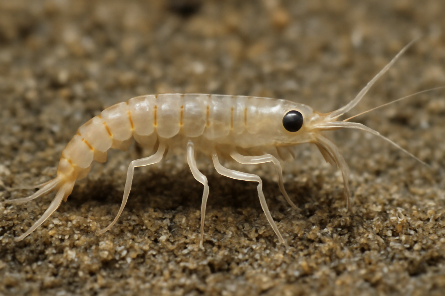 Fageapseudes ibericus