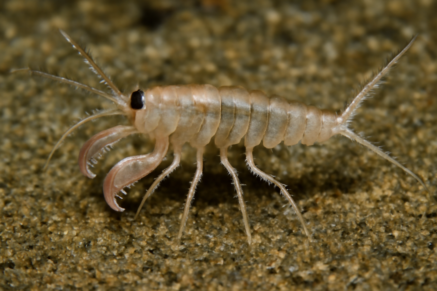 Tanaopsis simplex