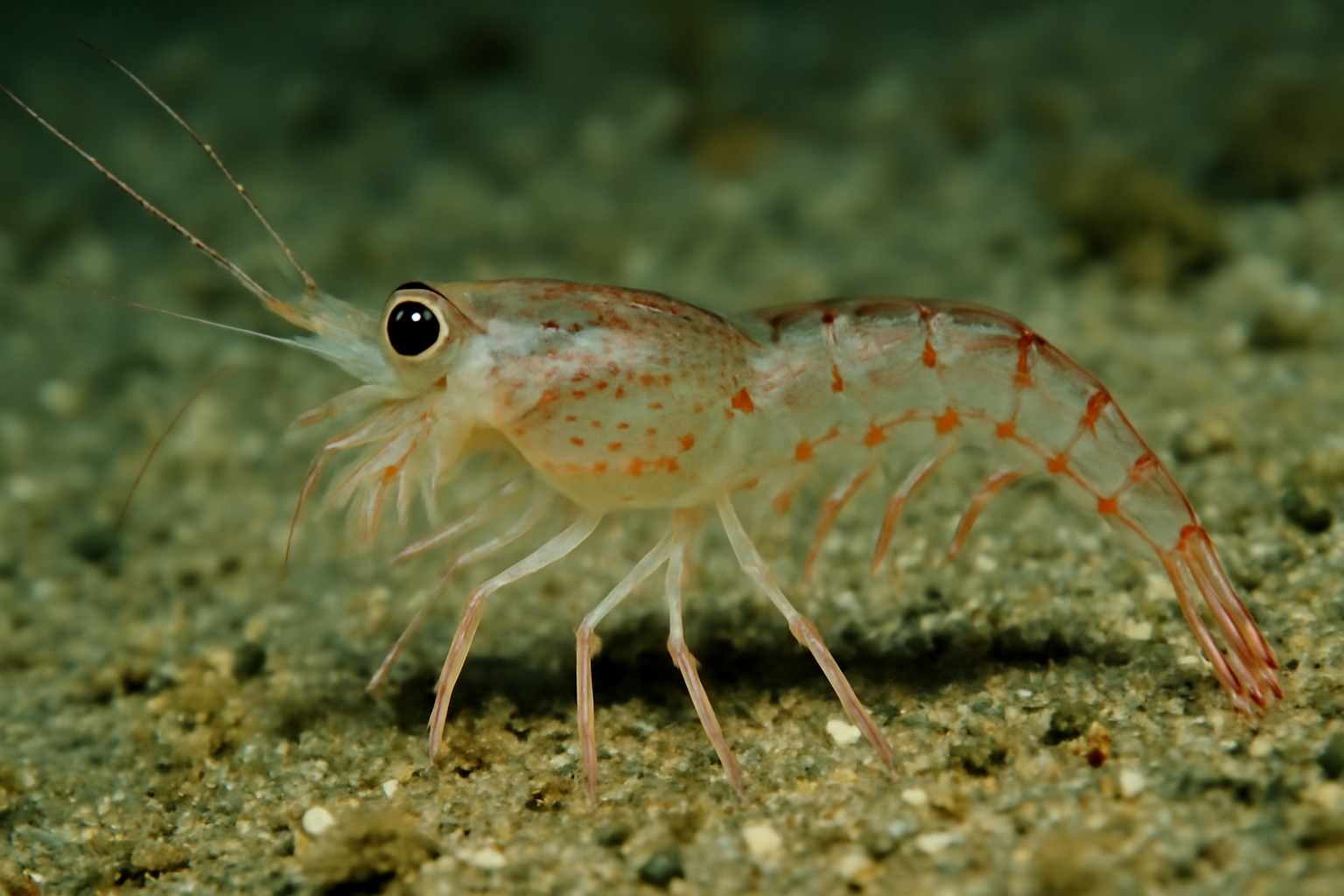 Schizopod Shrimp