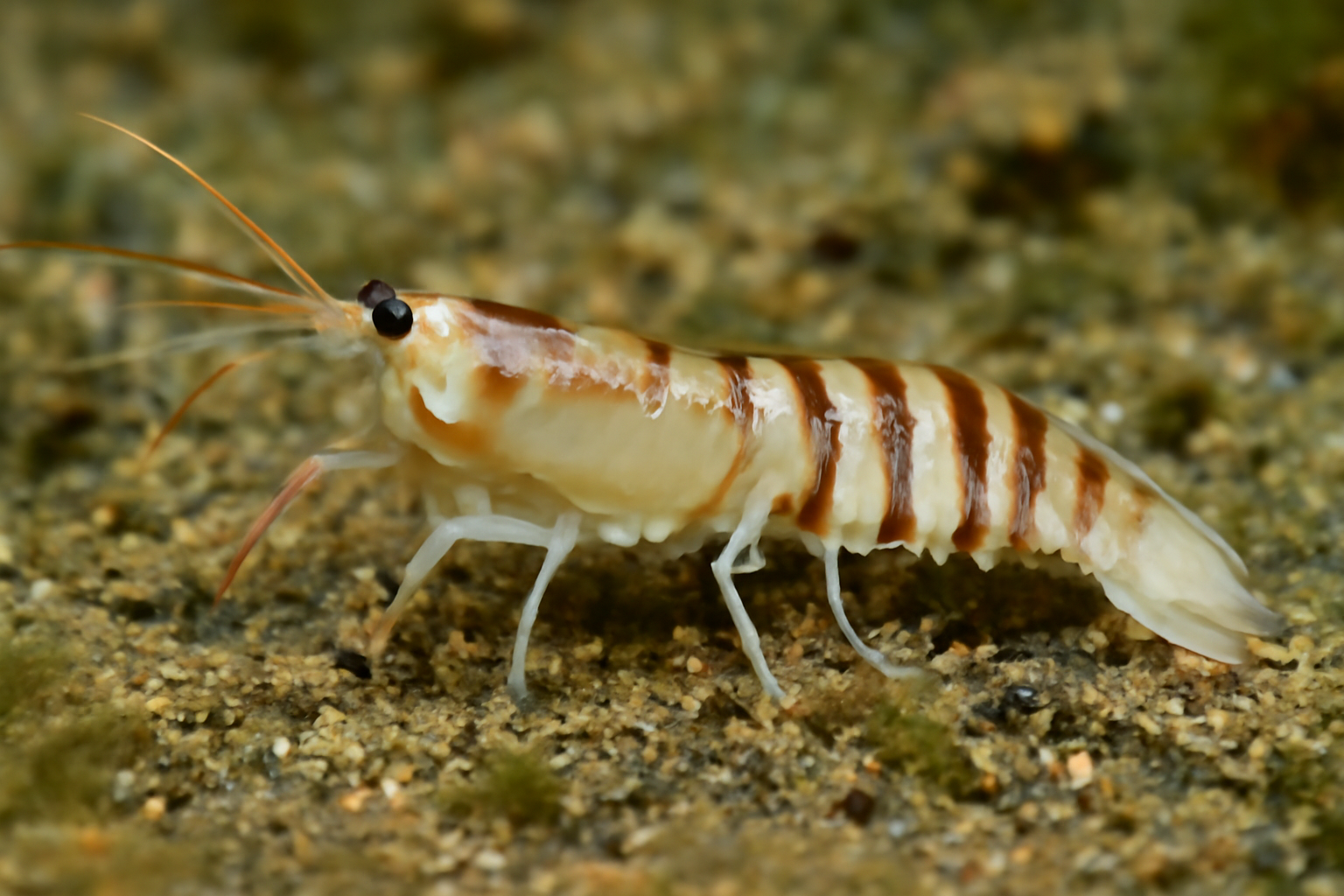 Japanese Tanaid Shrimp