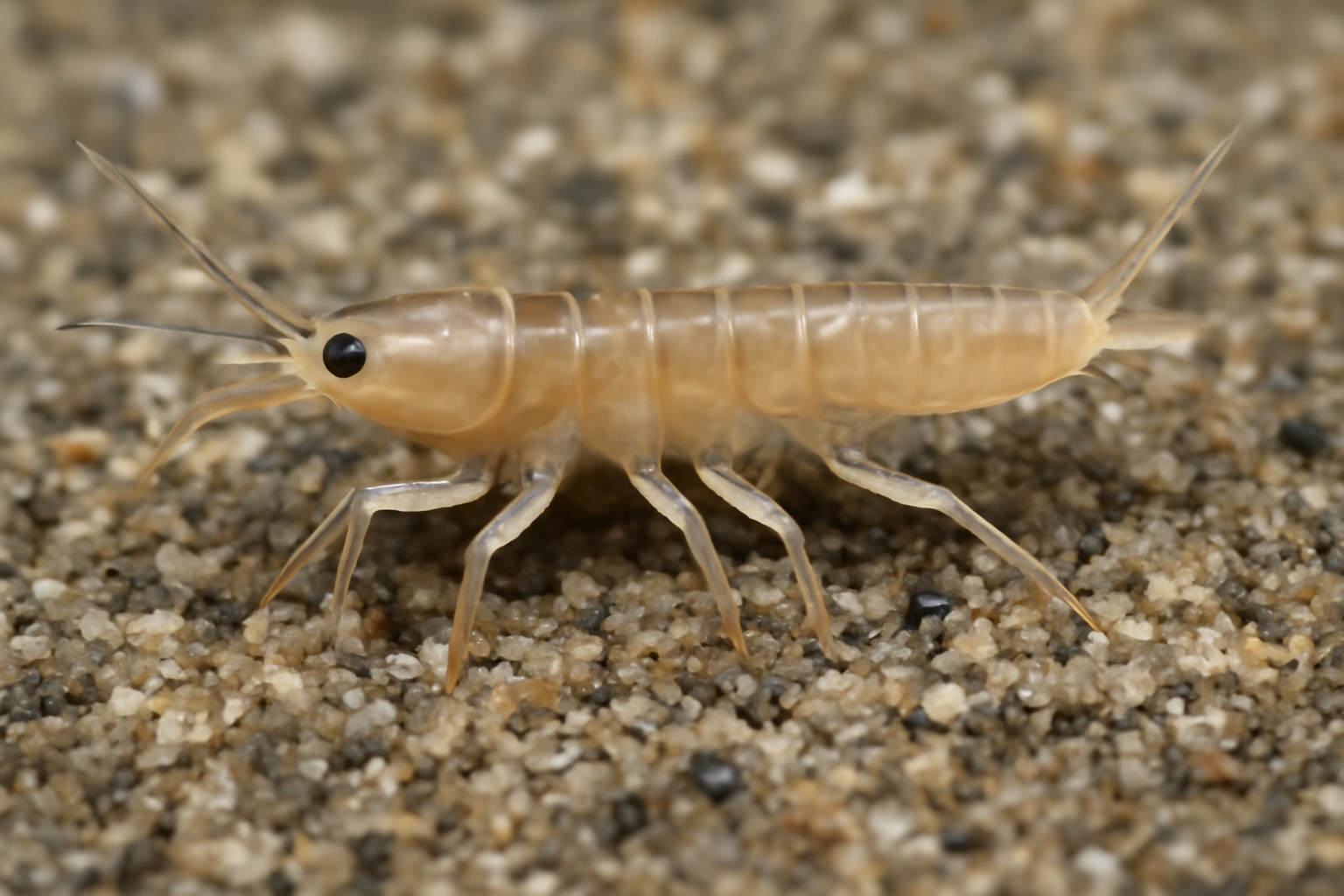 Mancuso's sand tanaid