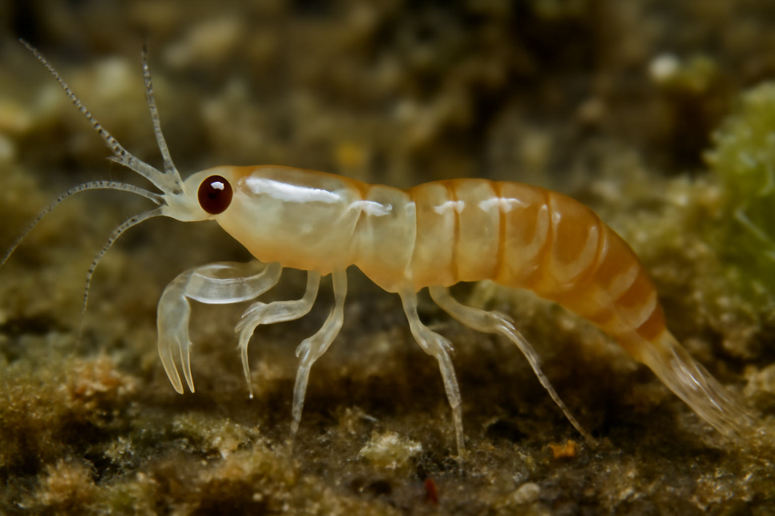 Atlantic Leptochelia