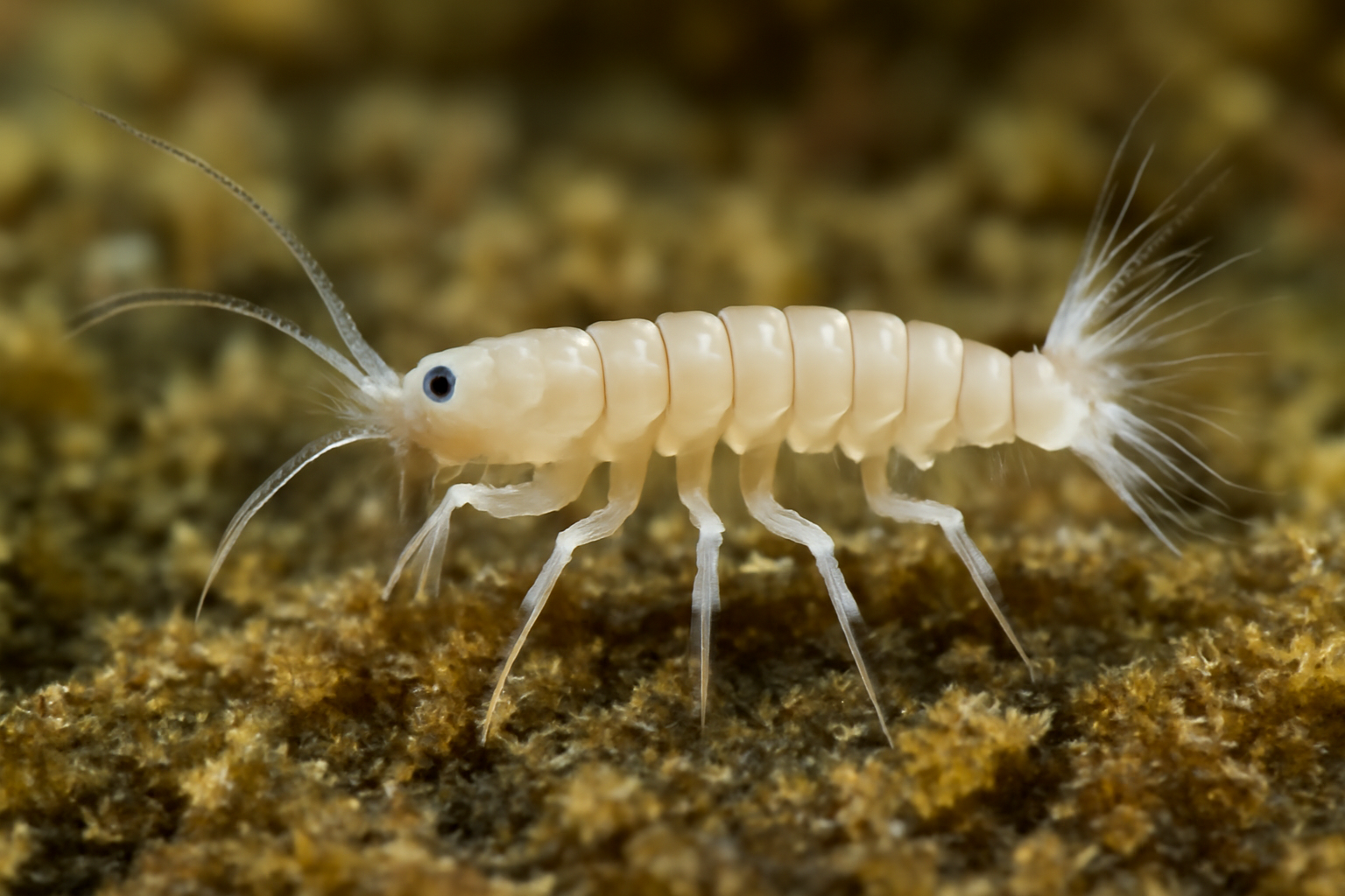 Mesotanais decemsetosus