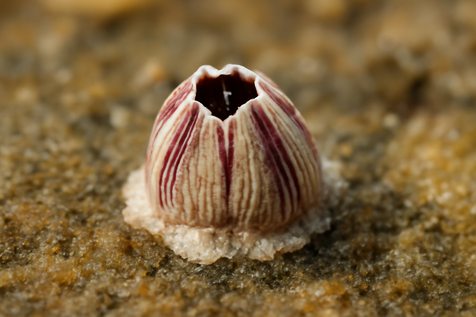 Miniature Barnacle