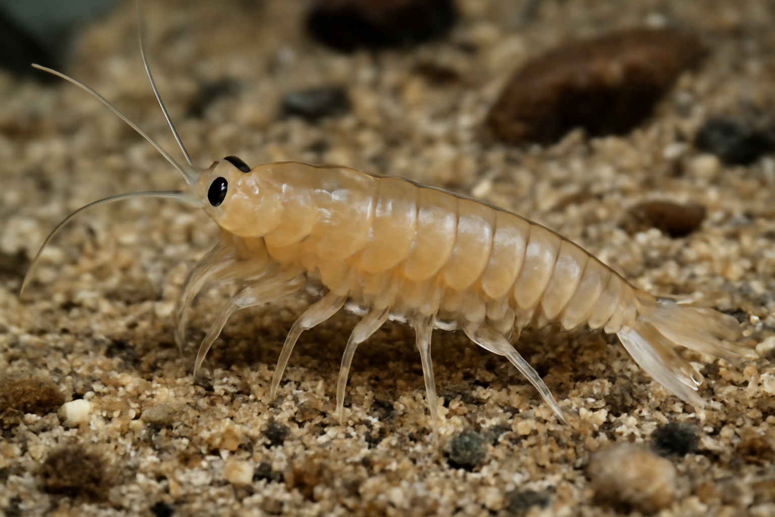 Shallow Water Tanaid