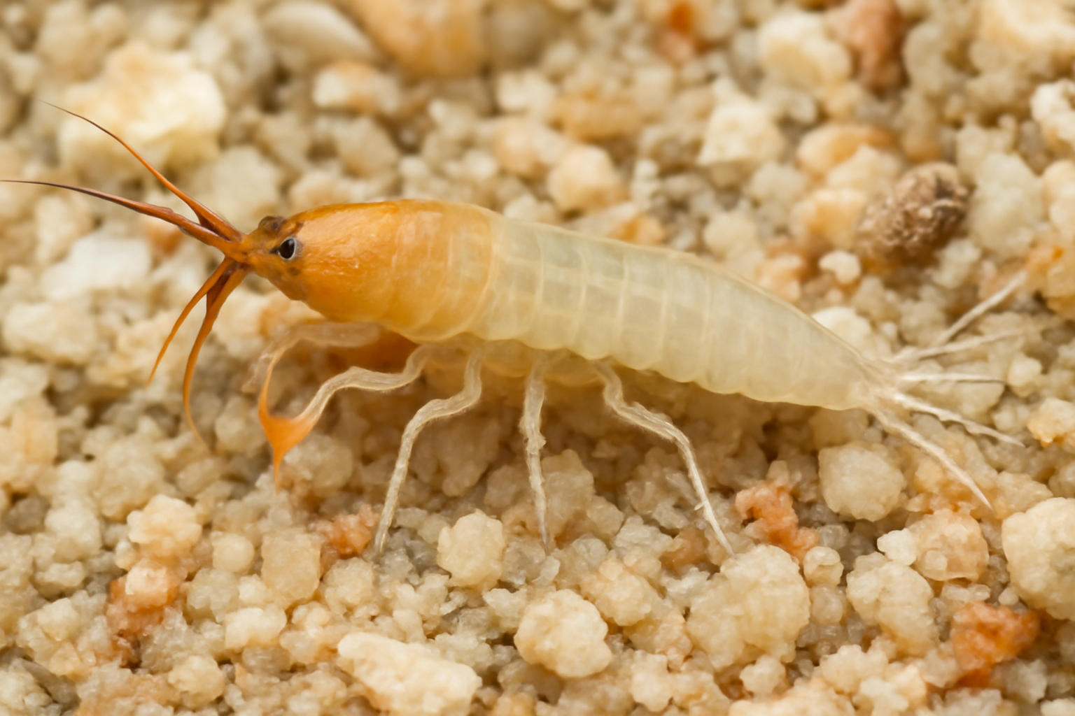 Coral Sand Tanaid