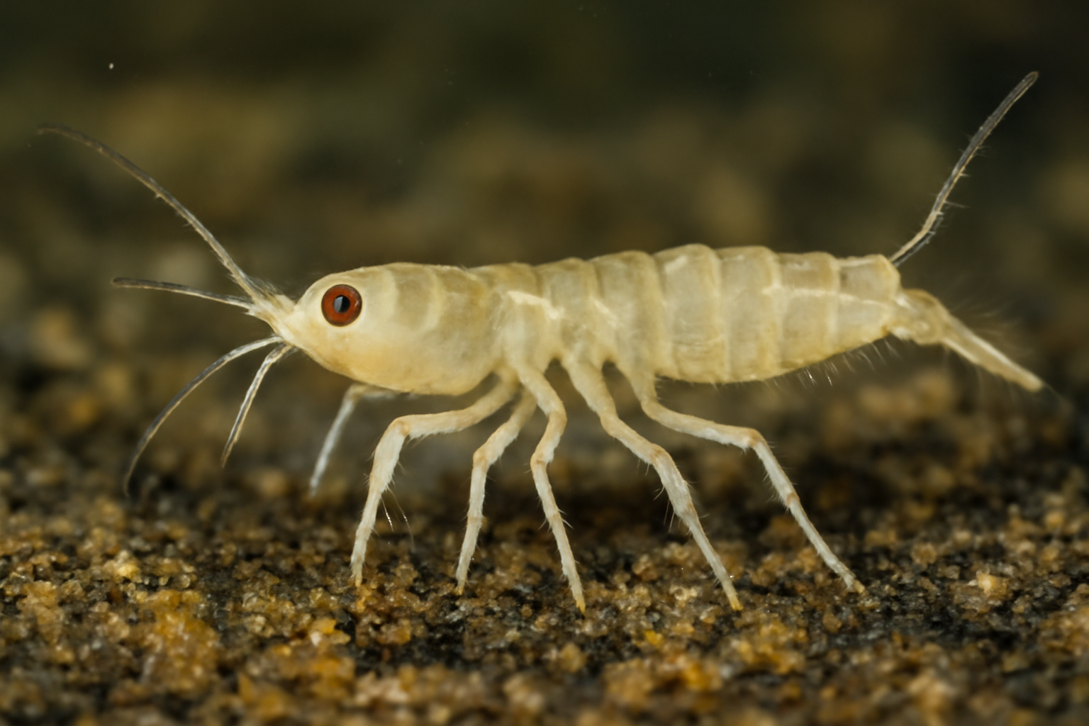 Tiny Tanaid