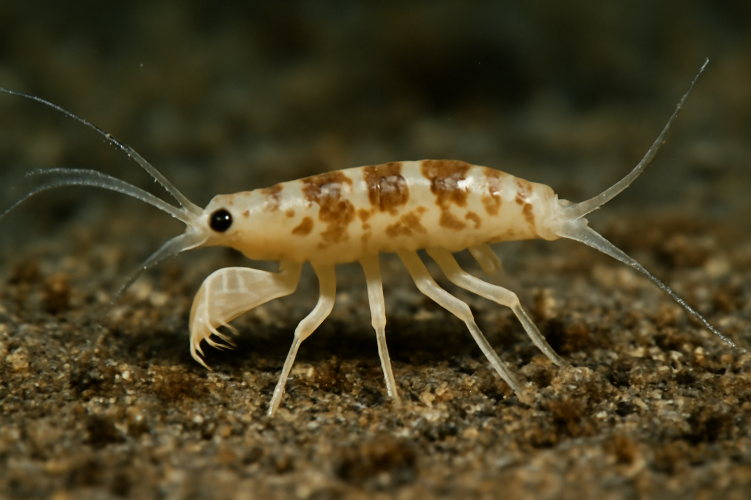 False Sea Tanaid