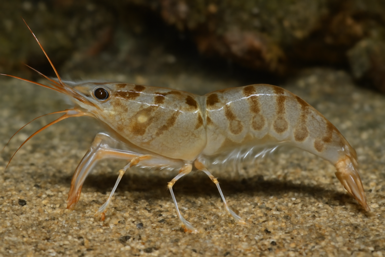 Pacific Sand Shrimp