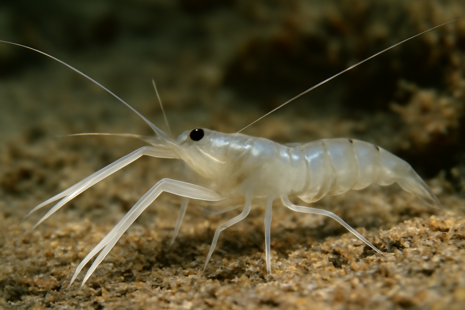Long-Clawed Ghost Shrimp