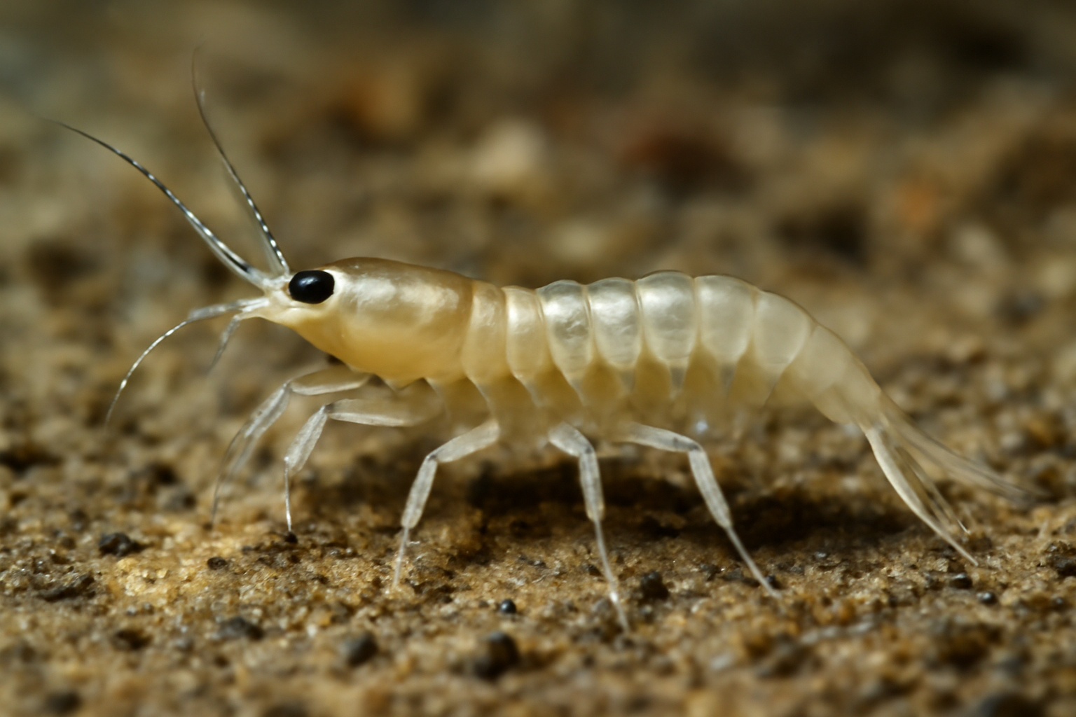 Heterotanais oerstedi