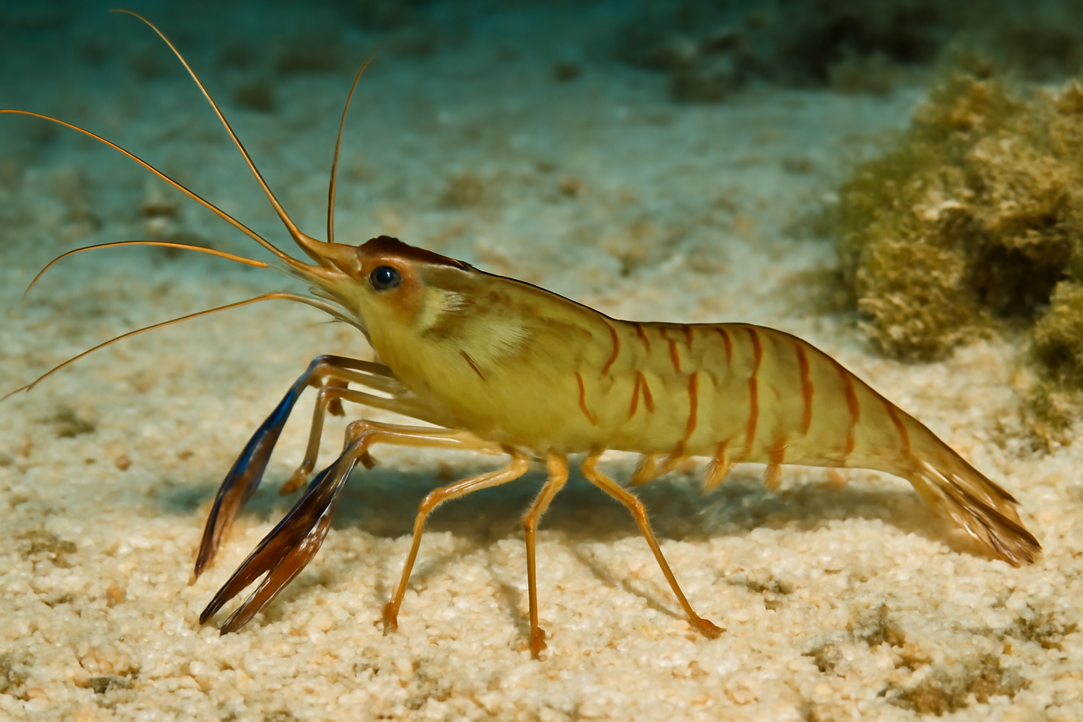 Tropical prawn