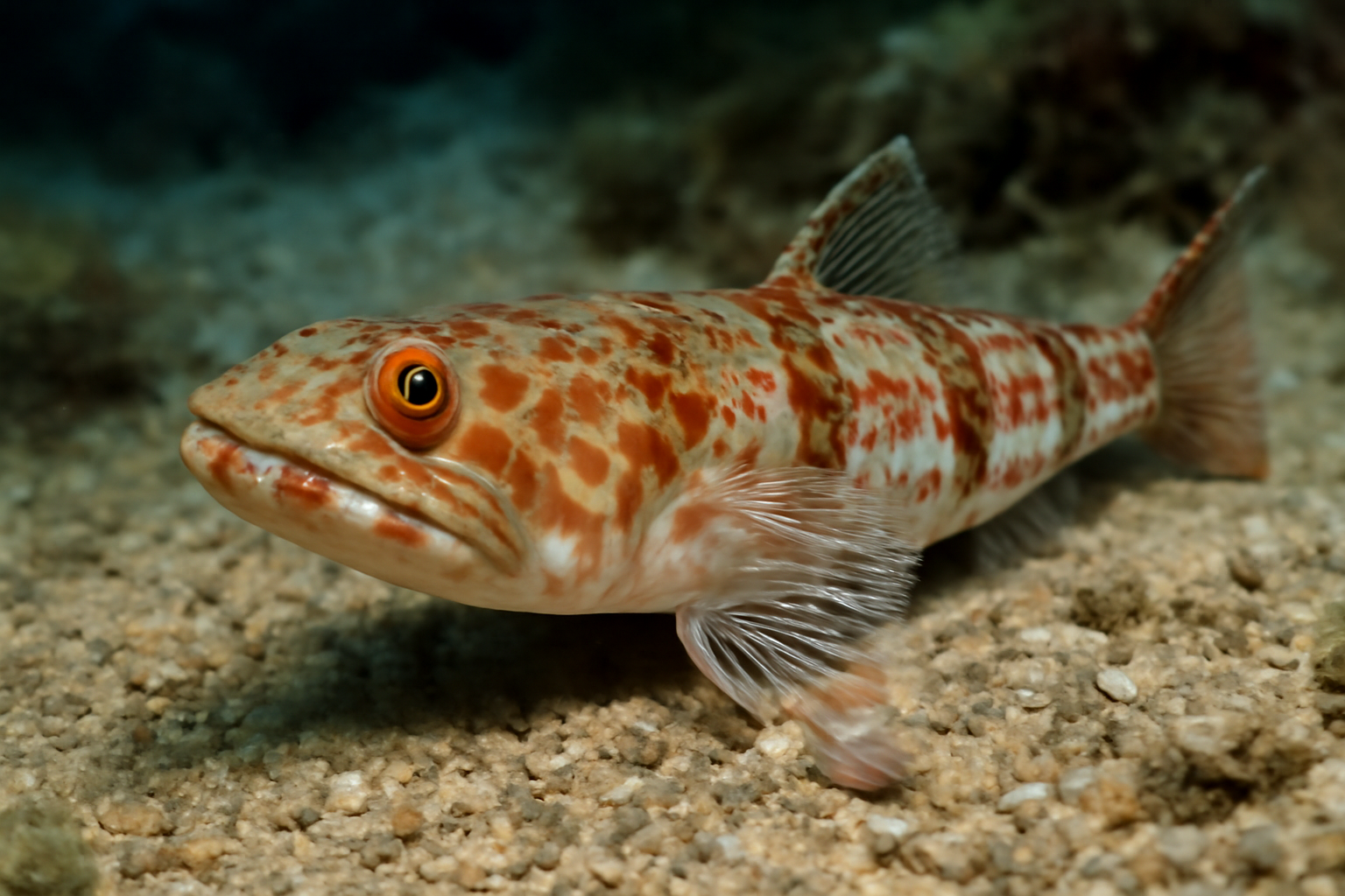 Tanaella Lizardfish