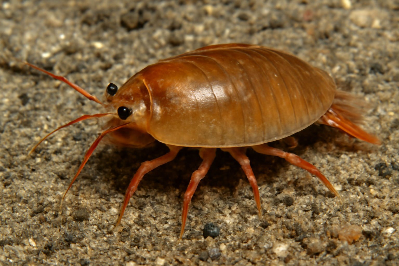 Tropical Tanaops