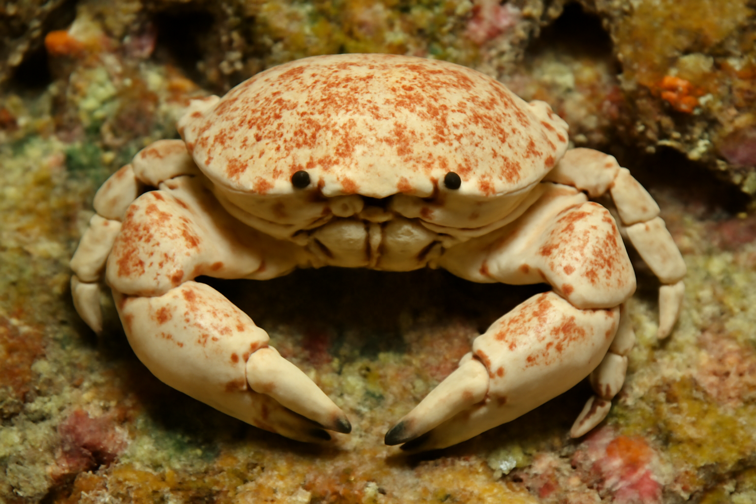 Coral Reef Tanaops