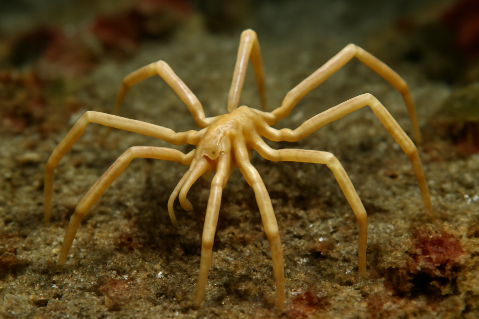 Sea Spider