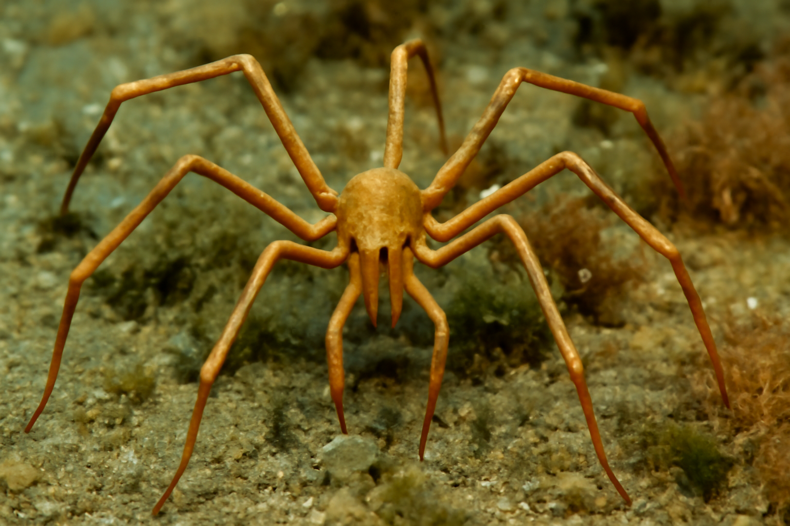 Boreal Sea Spider