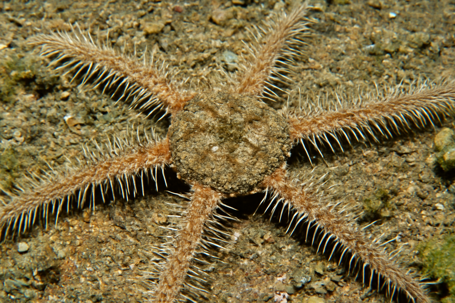 Bristle Sea Star