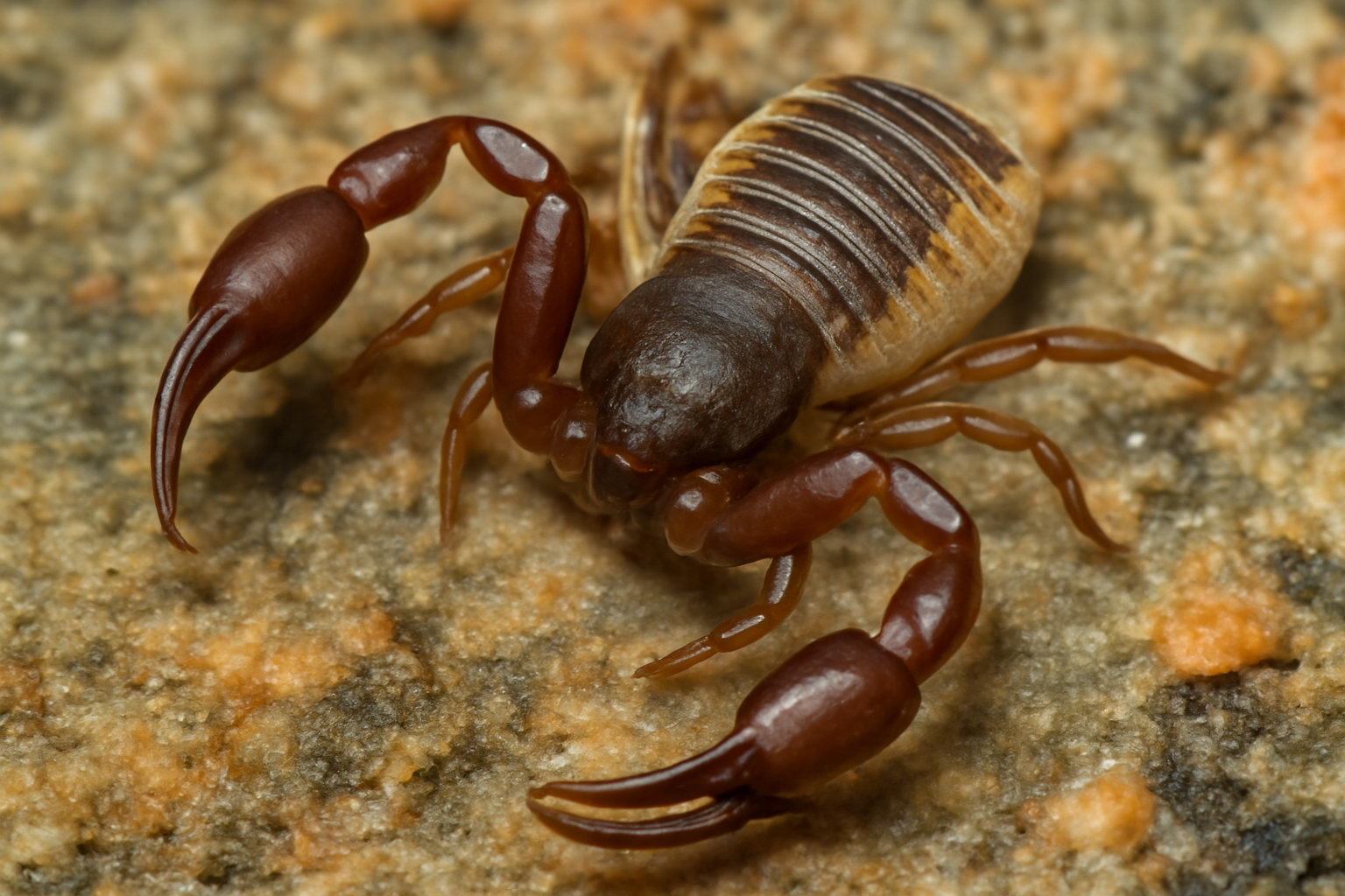 Arctic Pseudoscorpion