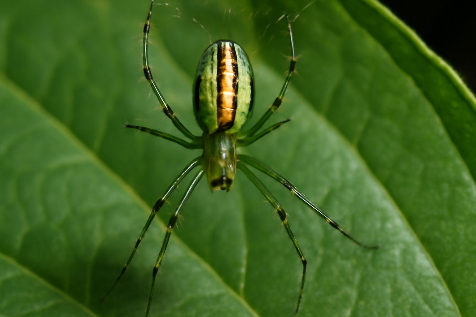 Orchard Spider