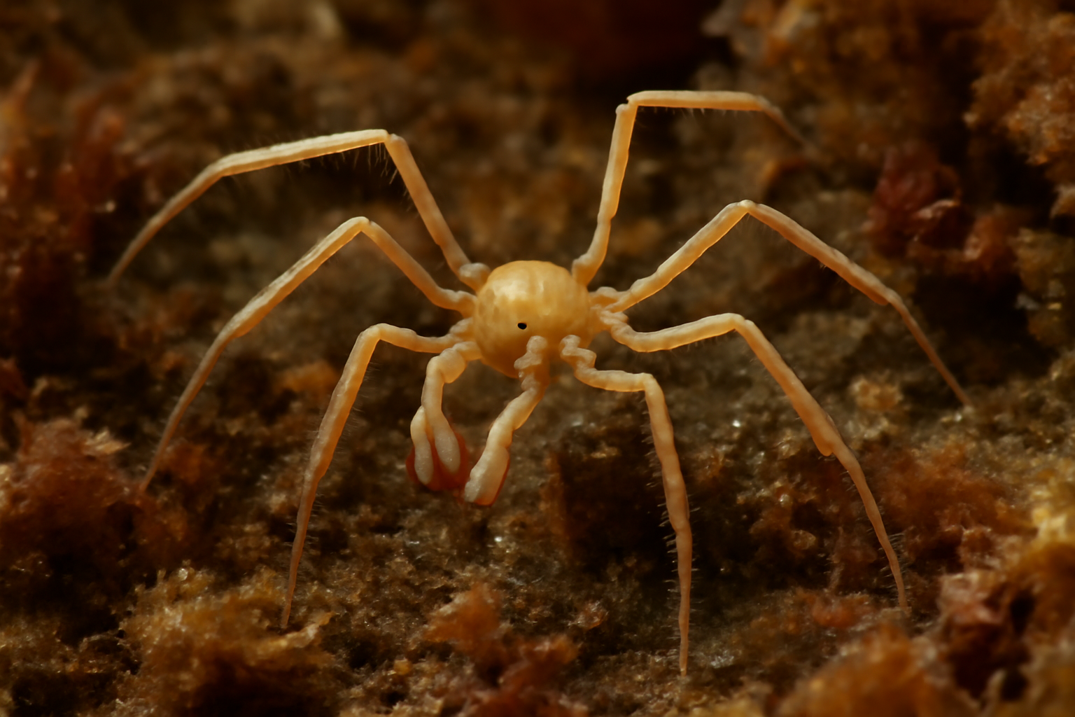 Austropallene dubia