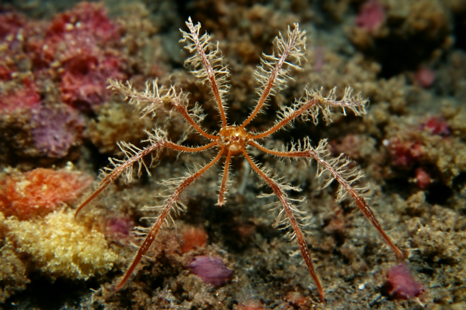 Embellished pycnogonid