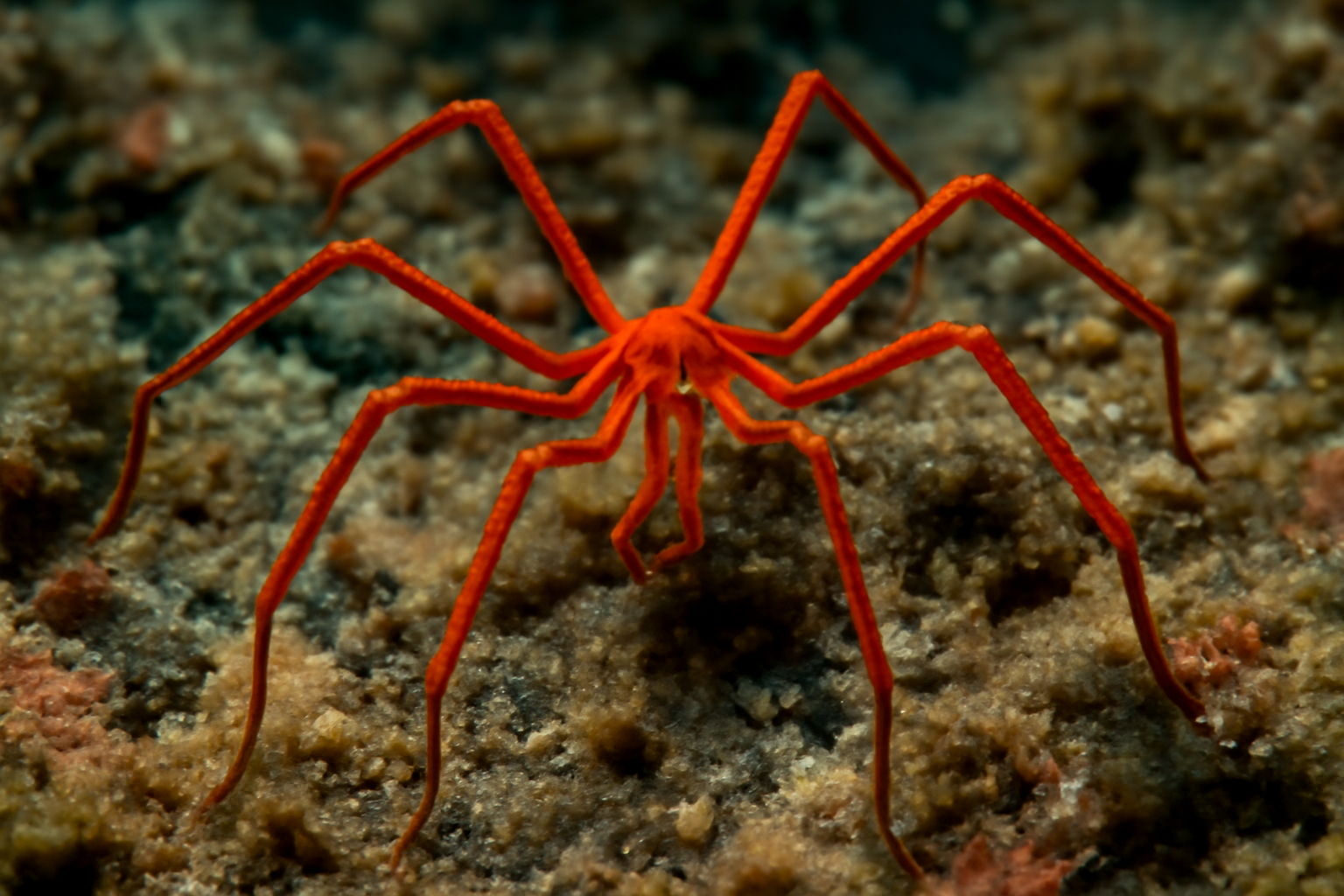 Red sea spider