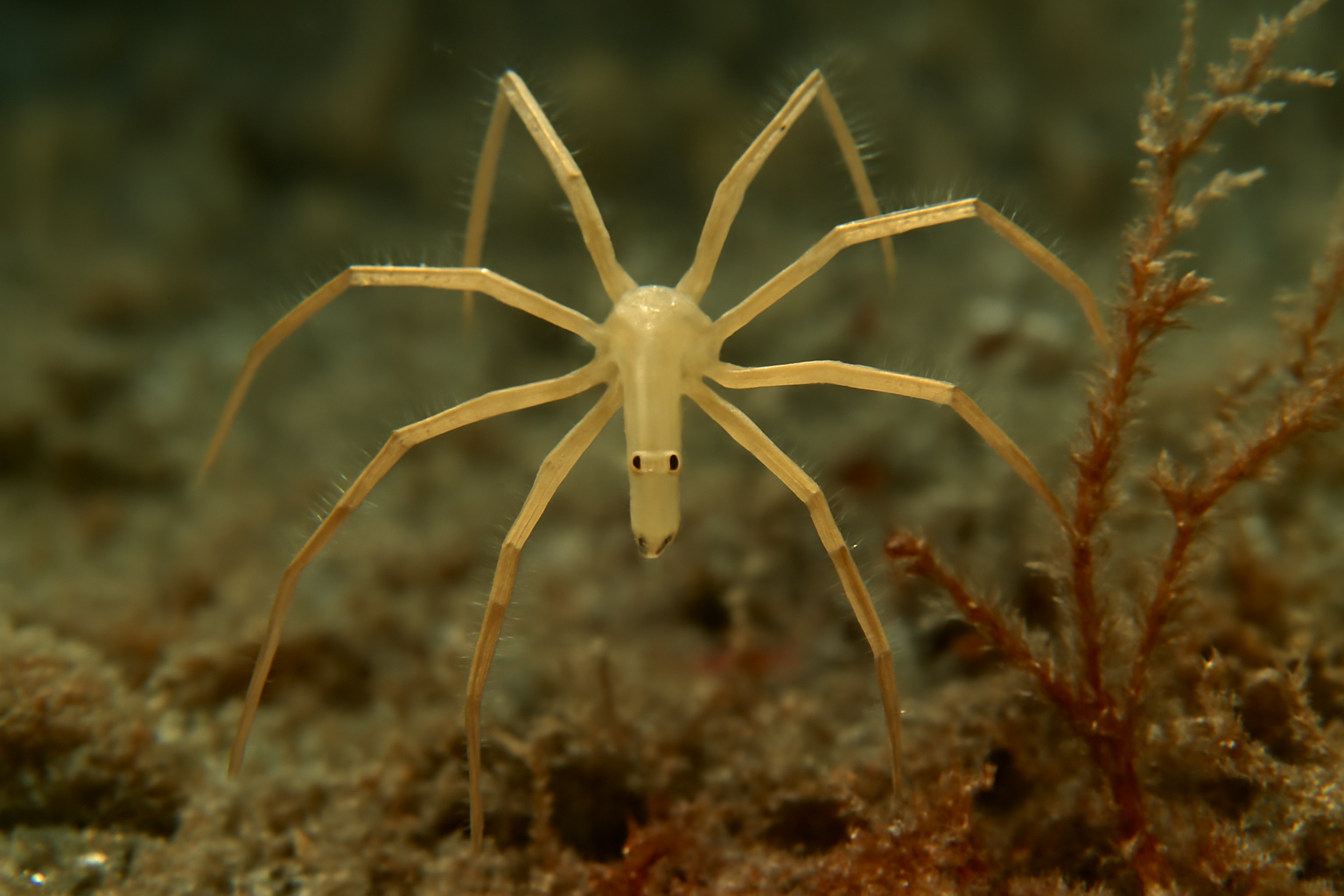 Pallene brevirostris