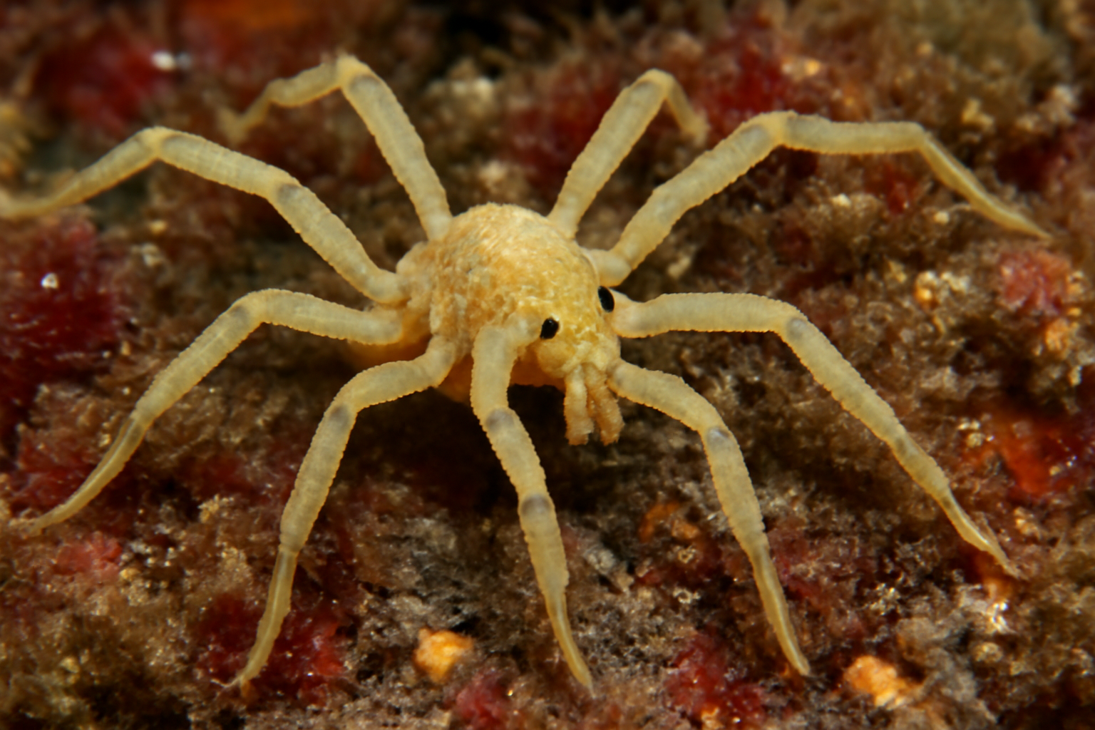 Pallenella patagonica