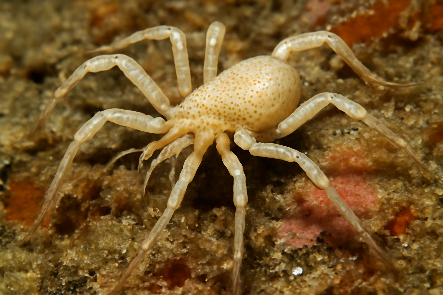 Pallenella opisthobranchialis