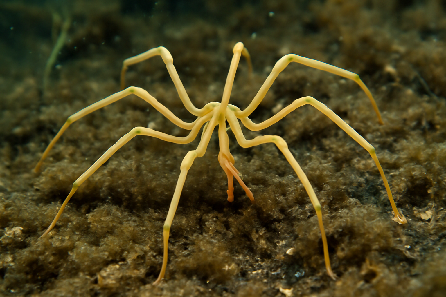 Arctic Pycnogonid