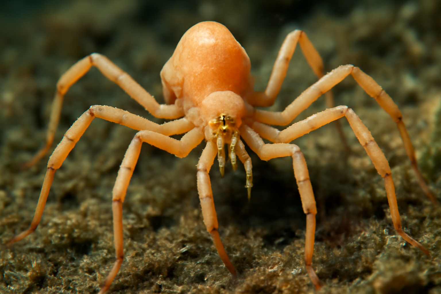 Humped Sea Spider