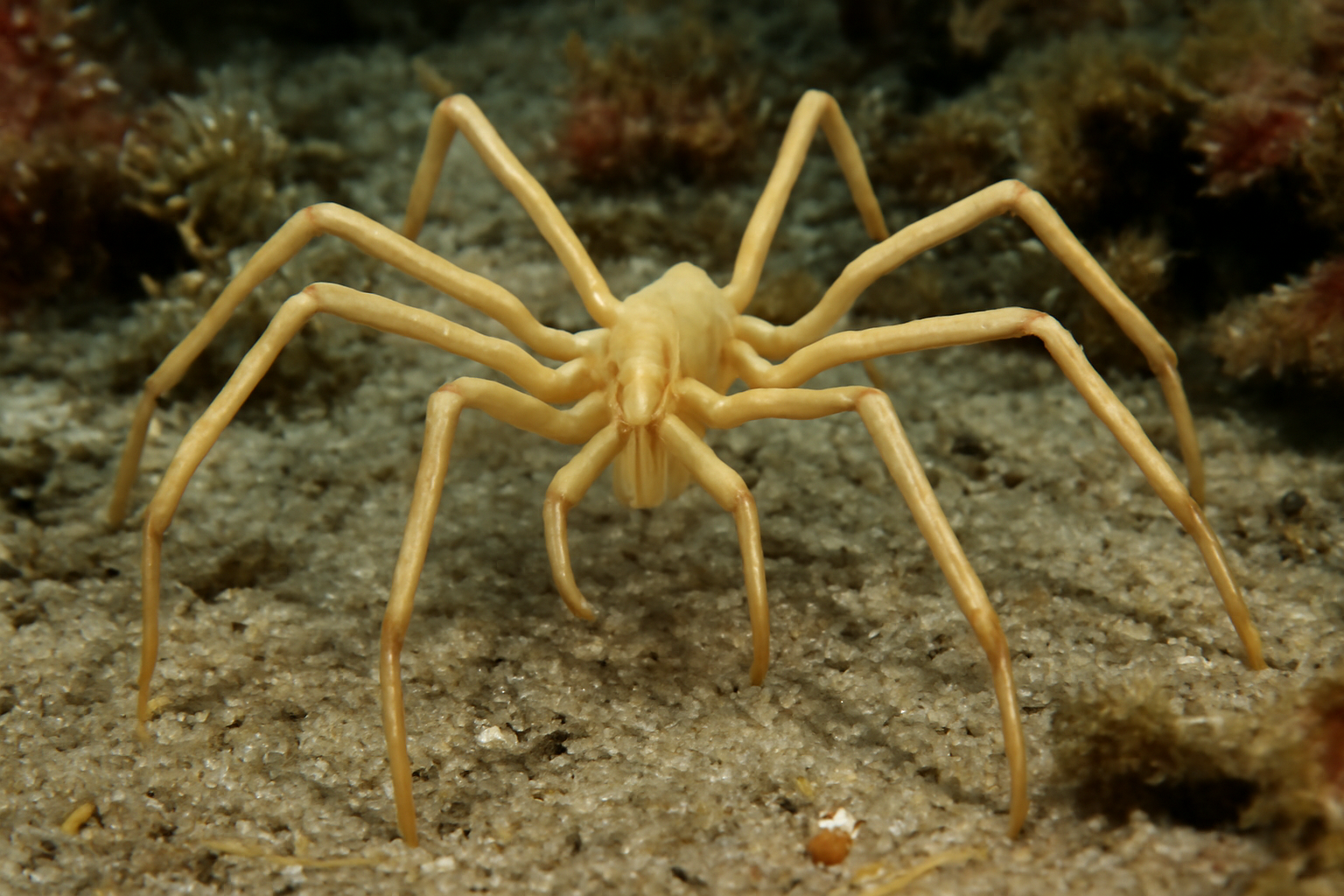 Large Sea Spider