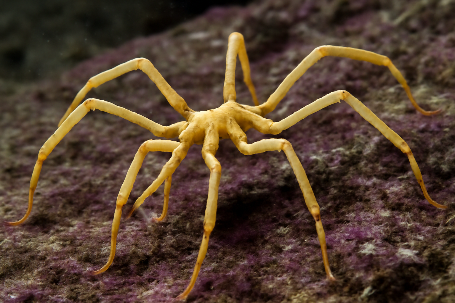 Antarctic Pycnogonid